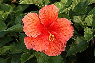 《星球大战：旧共和国》第8资料片西斯的遗产下月推出